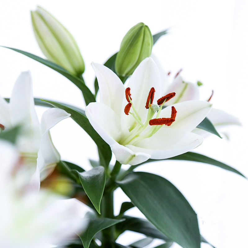 百合花盆栽带花苞盆栽植物 室内植物观花