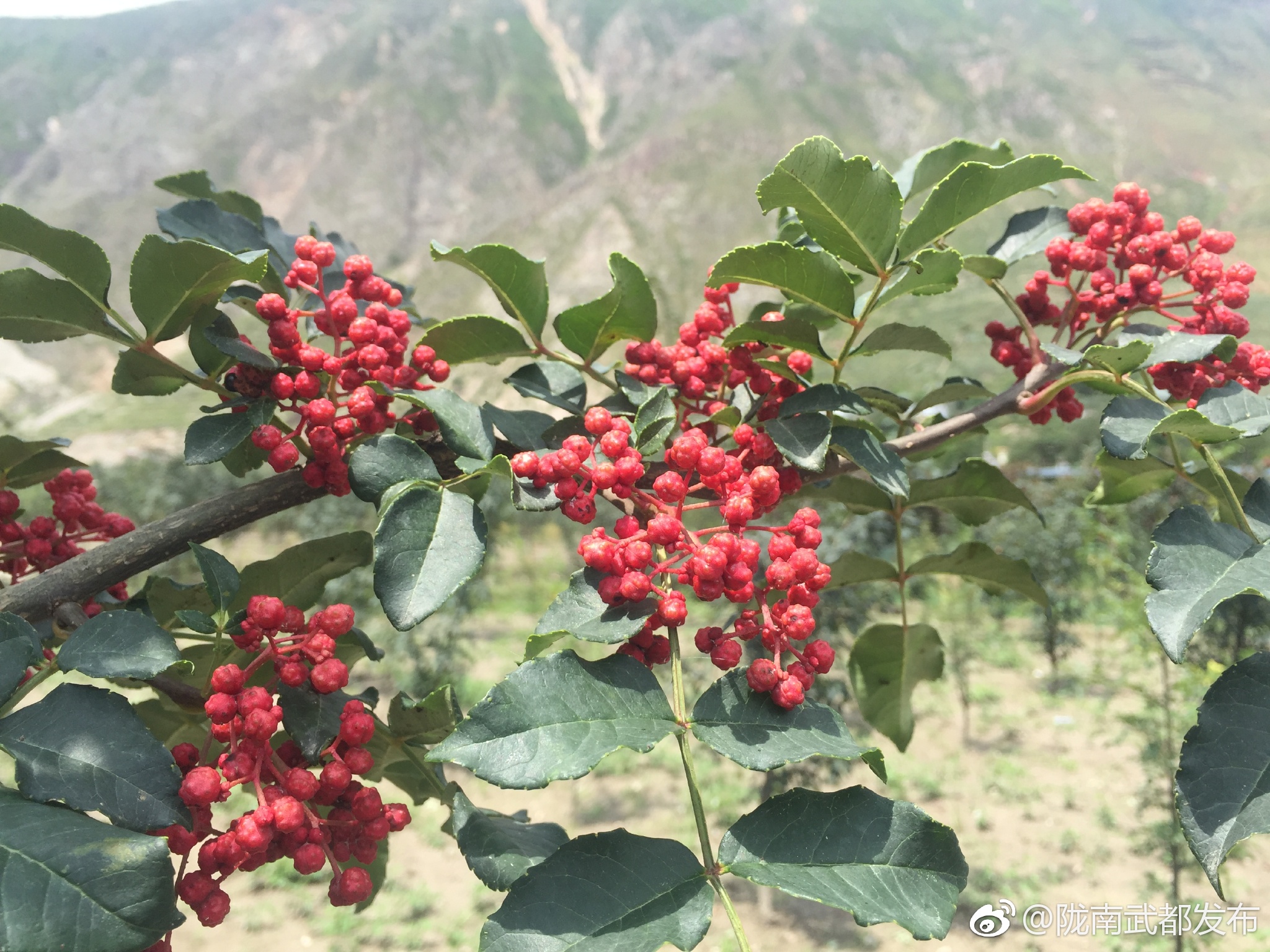陕西延安黄龙山大红袍花椒粒溢久久农家自产散装新货调料500g包邮