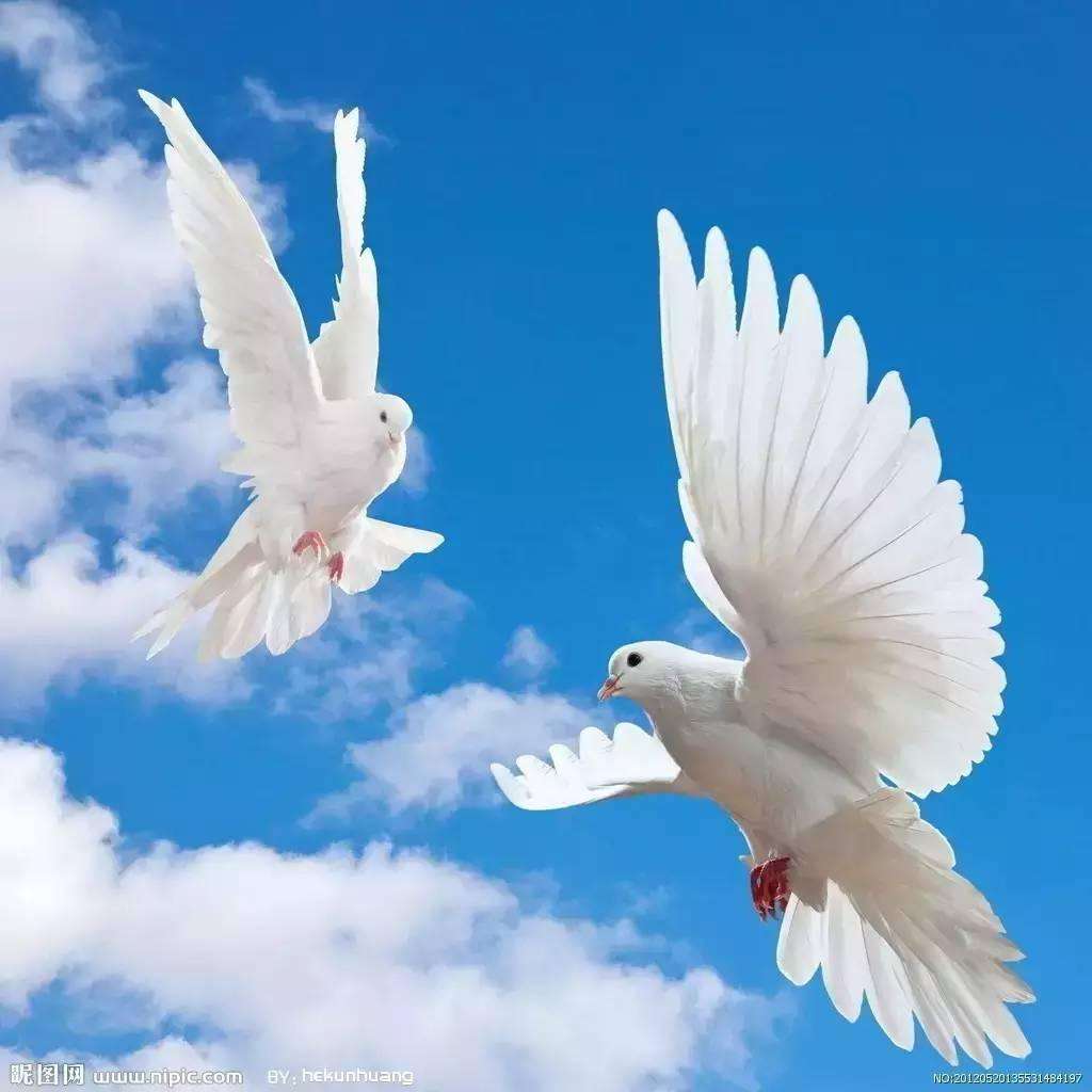 鸽子是和平象征,作为和平使者,是世界重大盛世必不可