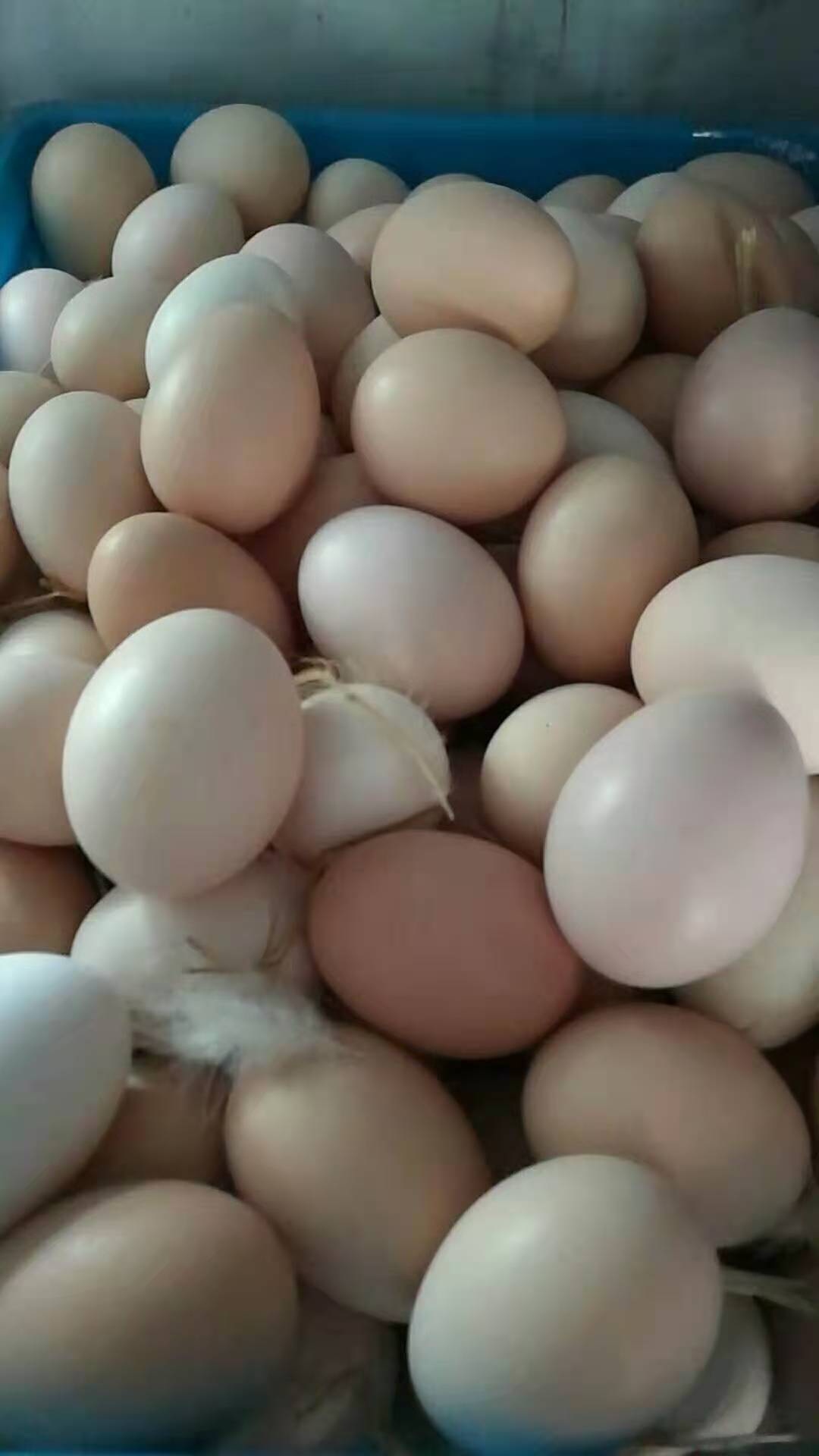 30枚圣福特散养草鸡蛋,纯谷物喂养农家新鲜初生蛋草鸡蛋
