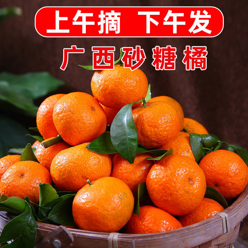 蜜桔与沙糖桔区别是什么样的(蜜桔和砂糖橘有什么区别)
