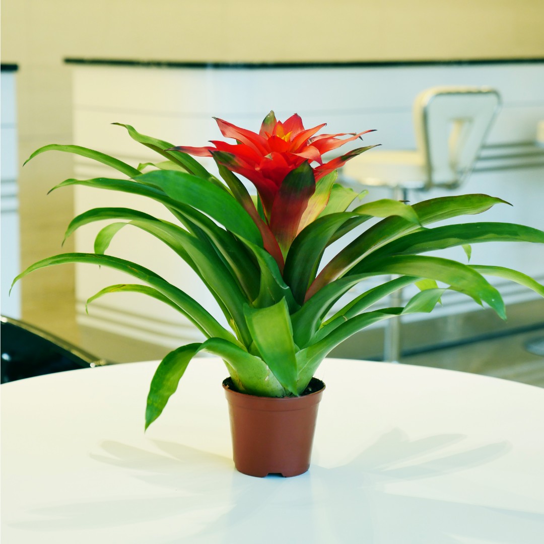 鸿运当头小红星toobigdata带货数据