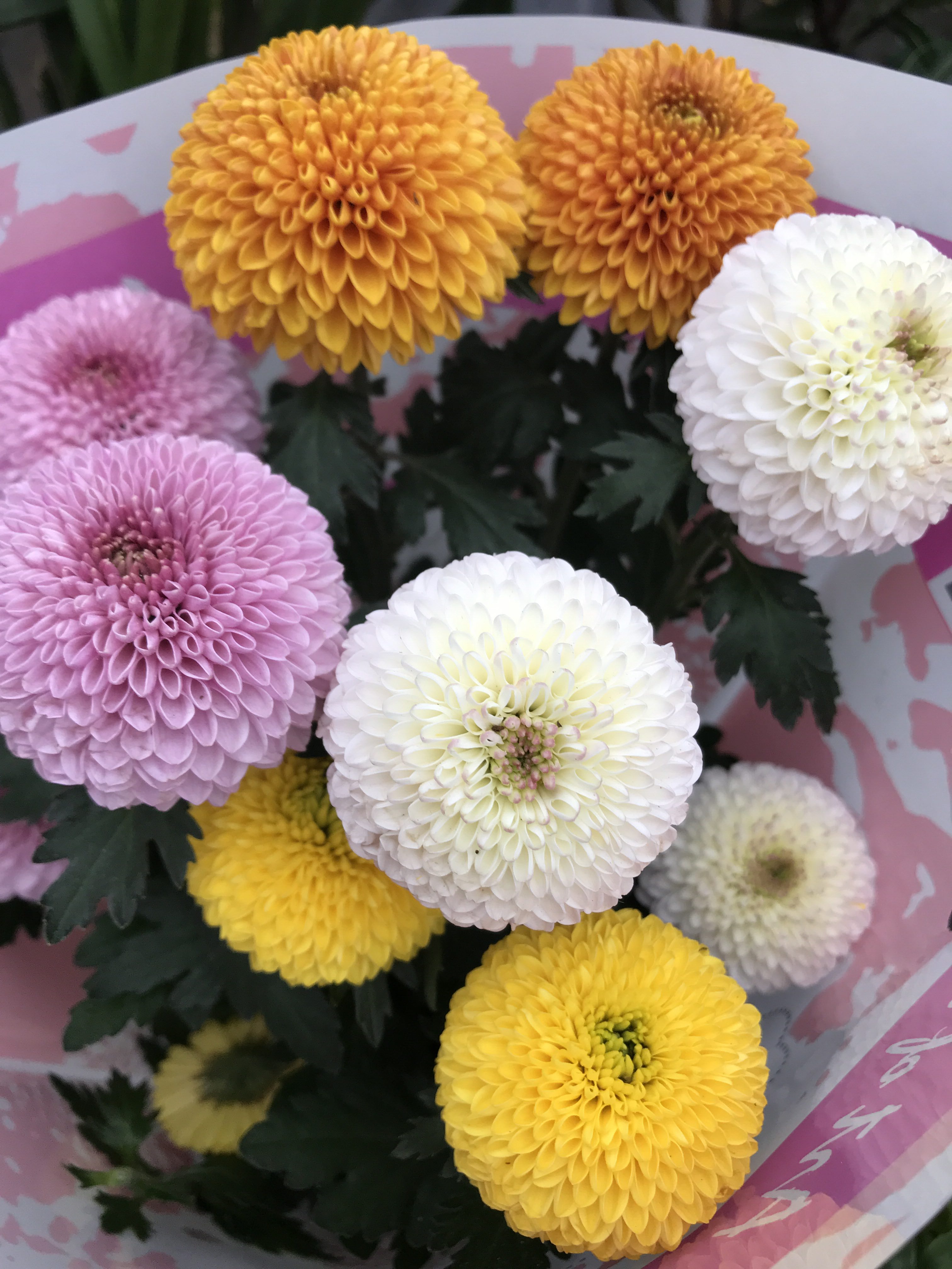 乒乓球菊分类:农资绿植/花卉绿植/绿植盆栽商家推荐语