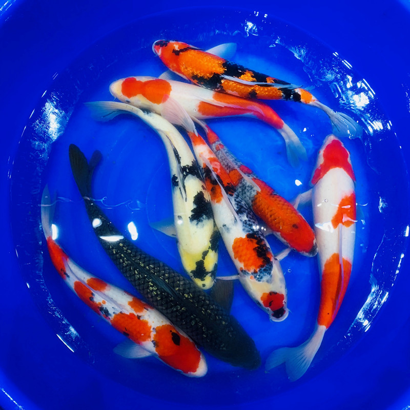 25-40淡水观赏鱼中小型锦鲤大型锦鲤黄金三色花色乌金各类锦鲤