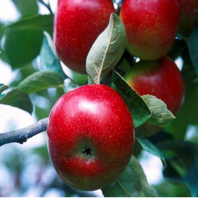 难怪老家爸妈不种水菜了,种这些果苗,轻松易搭