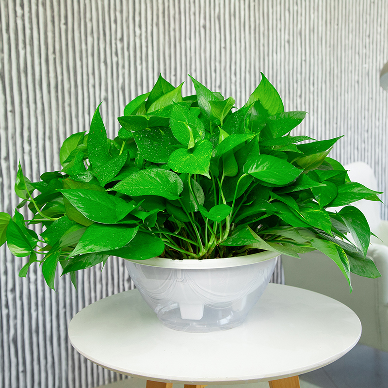 绿选大叶绿萝室内盆栽吸甲醛绿植花卉长藤垂吊水培好养