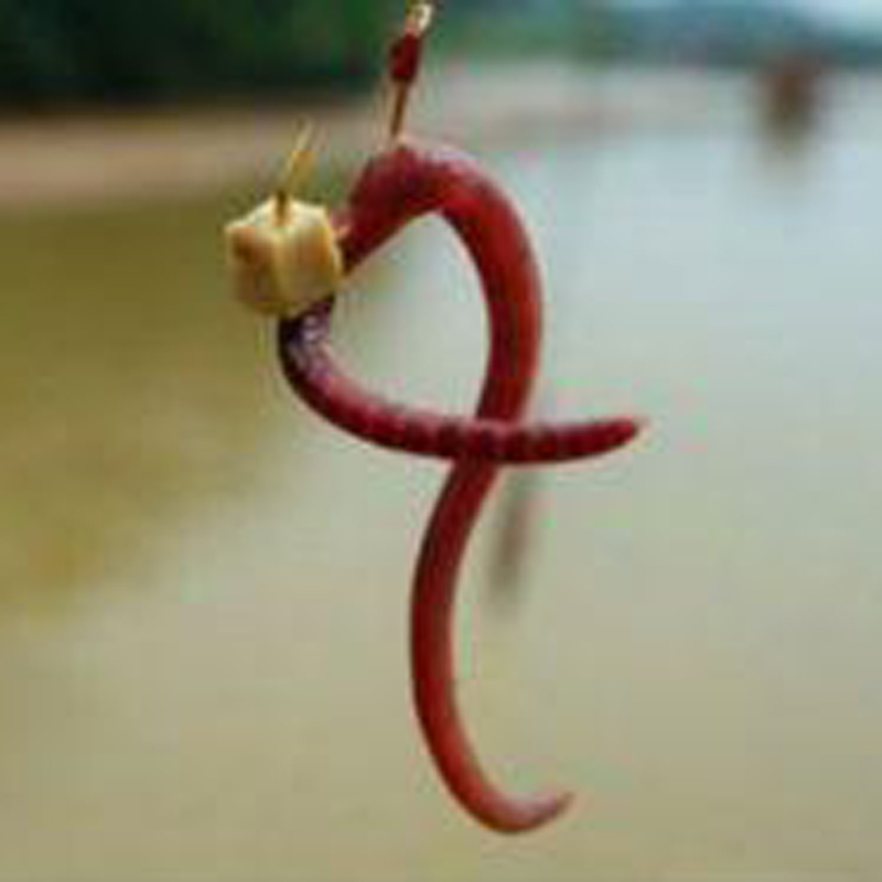 春季野钓啤酒配饵效果好,半根烟功夫上钩,增加