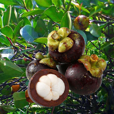 这果子超市卖十几块,果树却便宜!开春种上当年