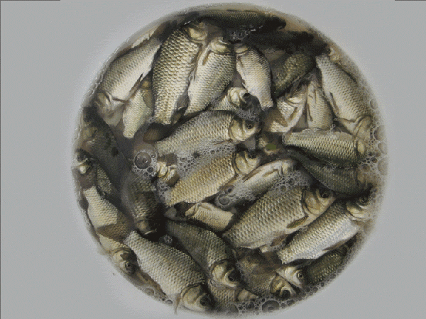 【5折】龙王恨 金版诱鱼剂 买二送一