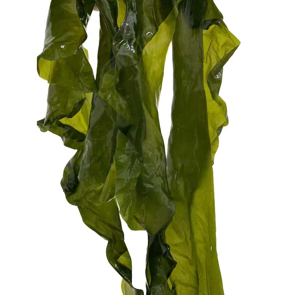 连云港 盐渍裙带菜海带边 5斤