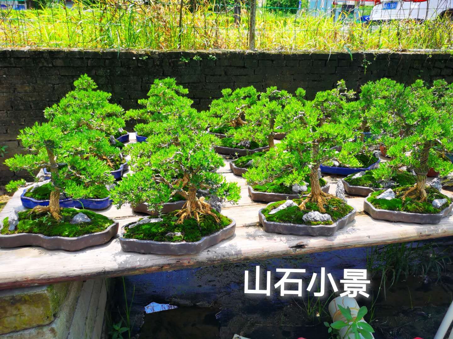 黄杨盆景 皱皮雀舌黄杨小品