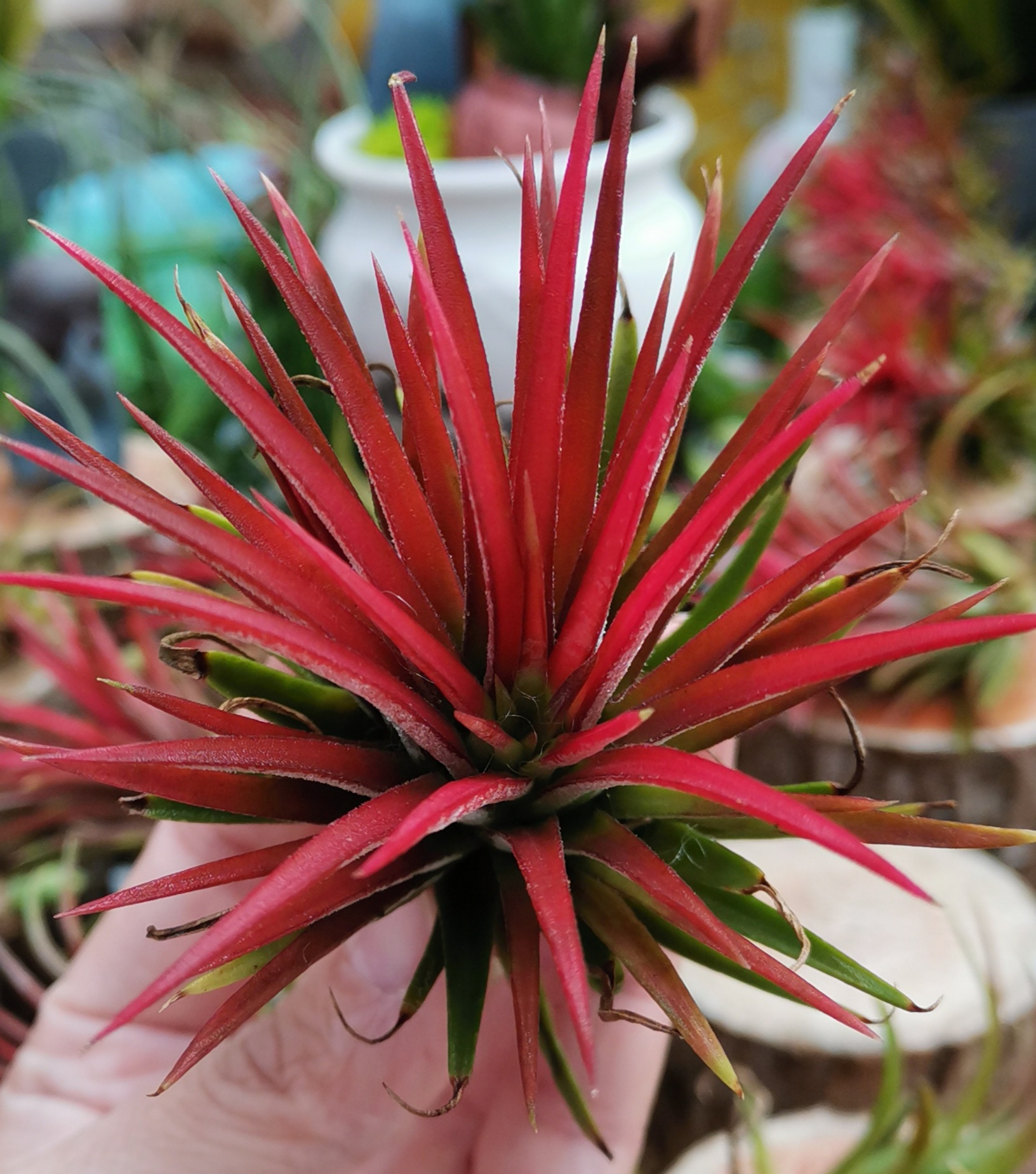 空气凤梨红精灵