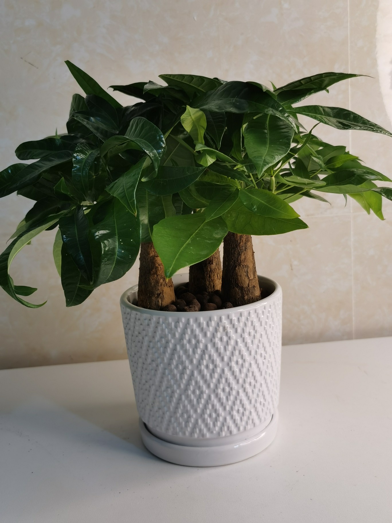 发财树多少钱一盆(发财树多少钱一盆合适图片)