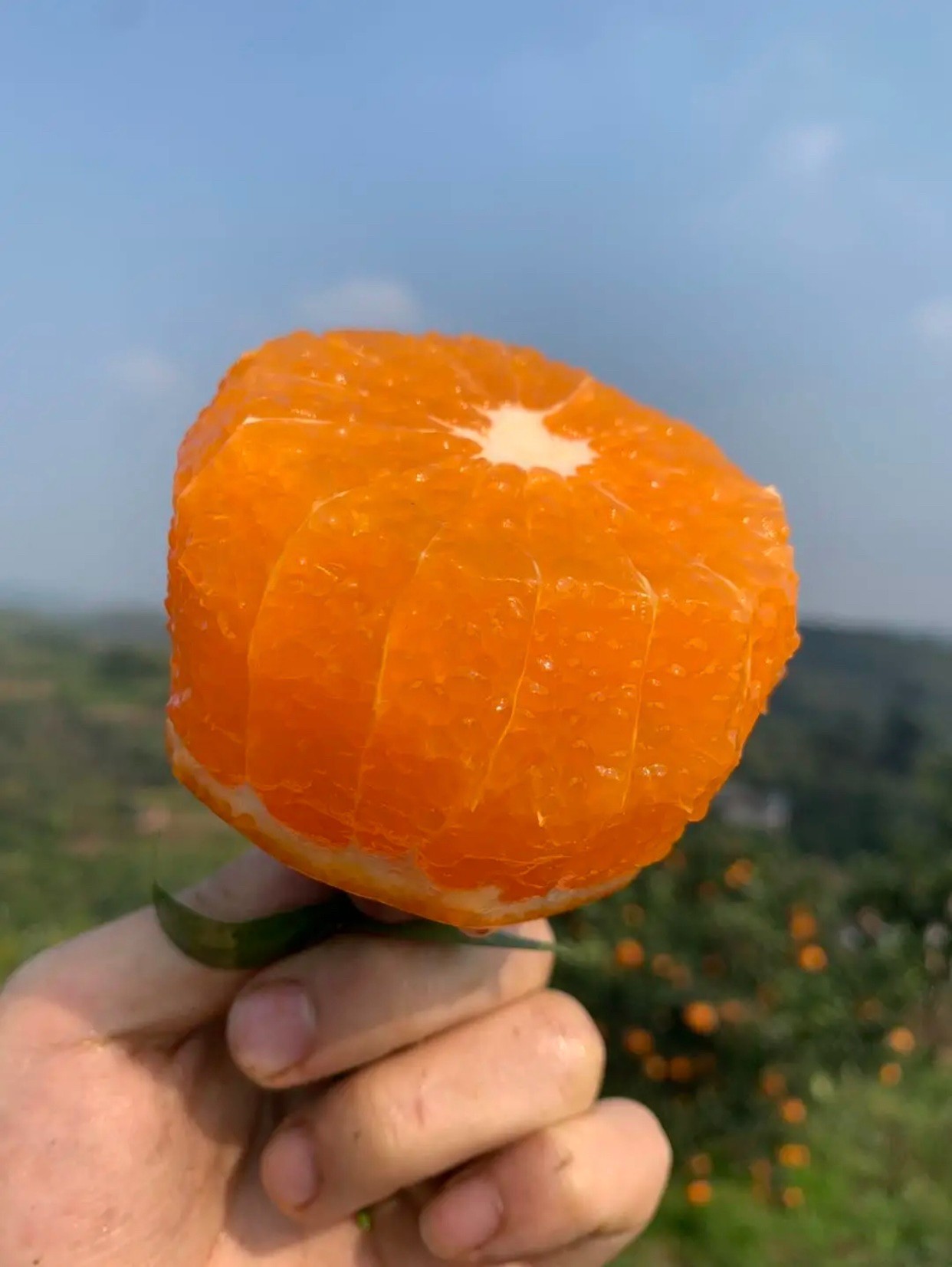 zky四川爱媛果冻橙手剥橙5斤中小果toobigdata带货数据