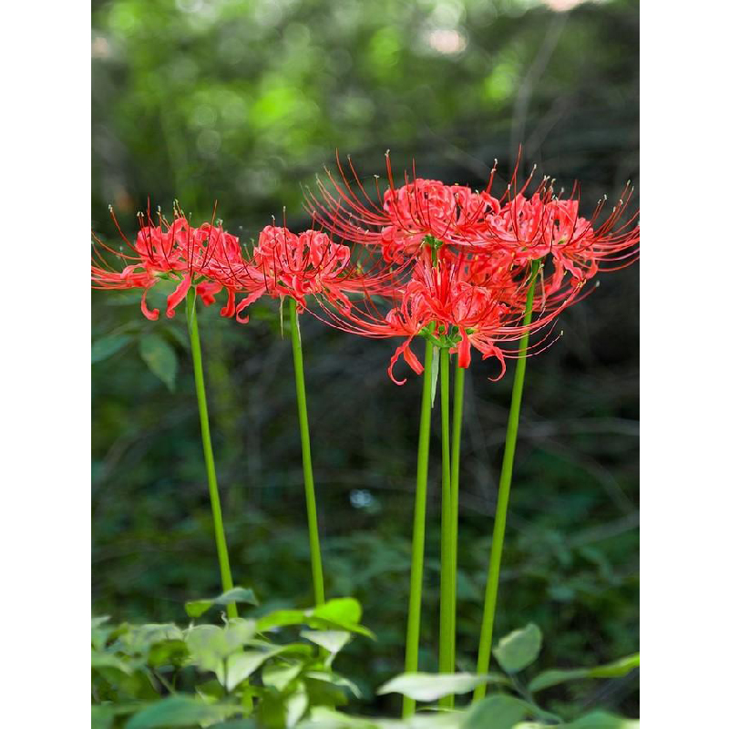 七里花乡 彼岸花种球 红色曼珠沙华 粉色换锦(明年开花)