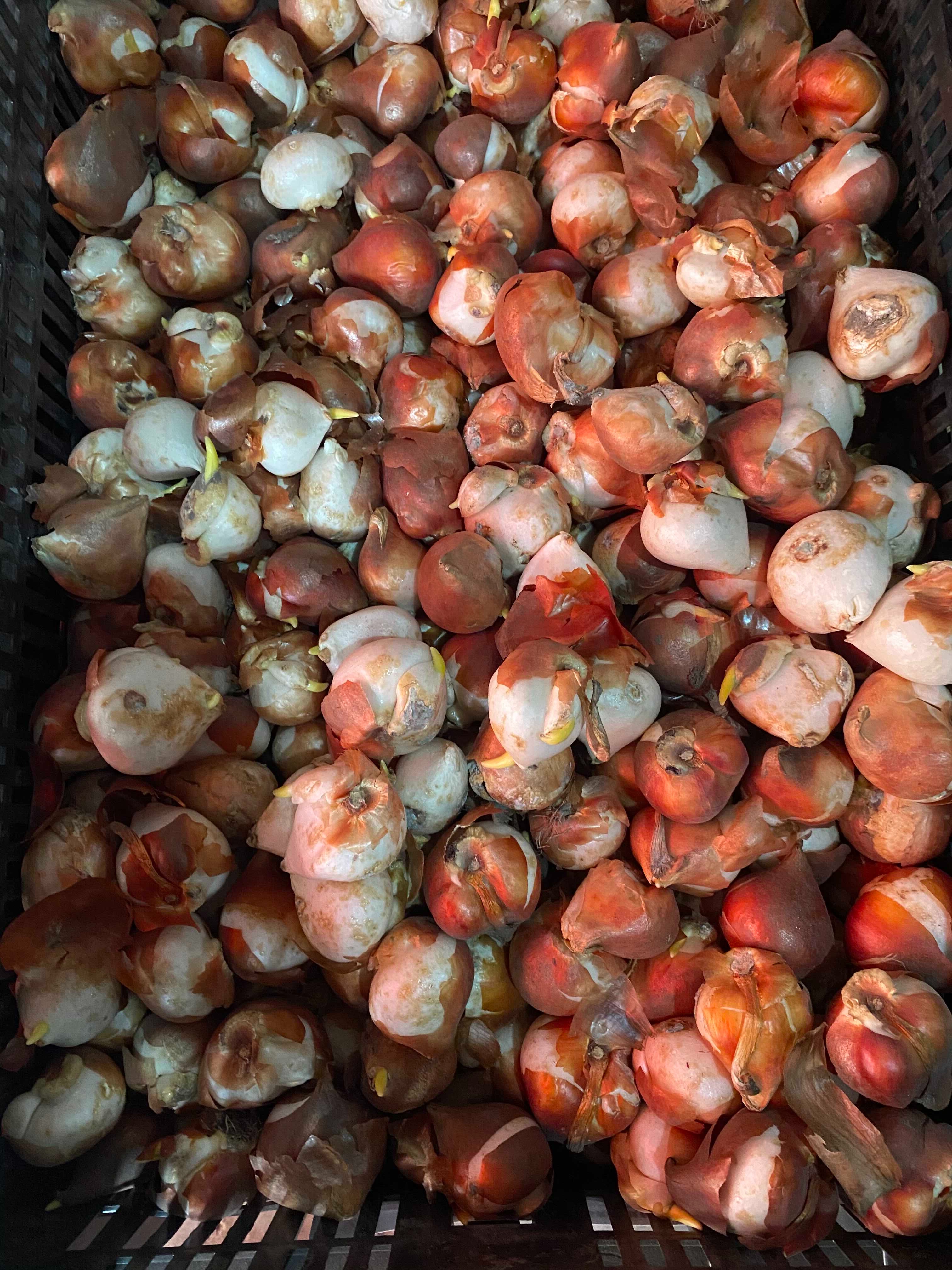 郁金香种球粉紫红黄四种颜色任选2种偏远不发toobigdata带货数据