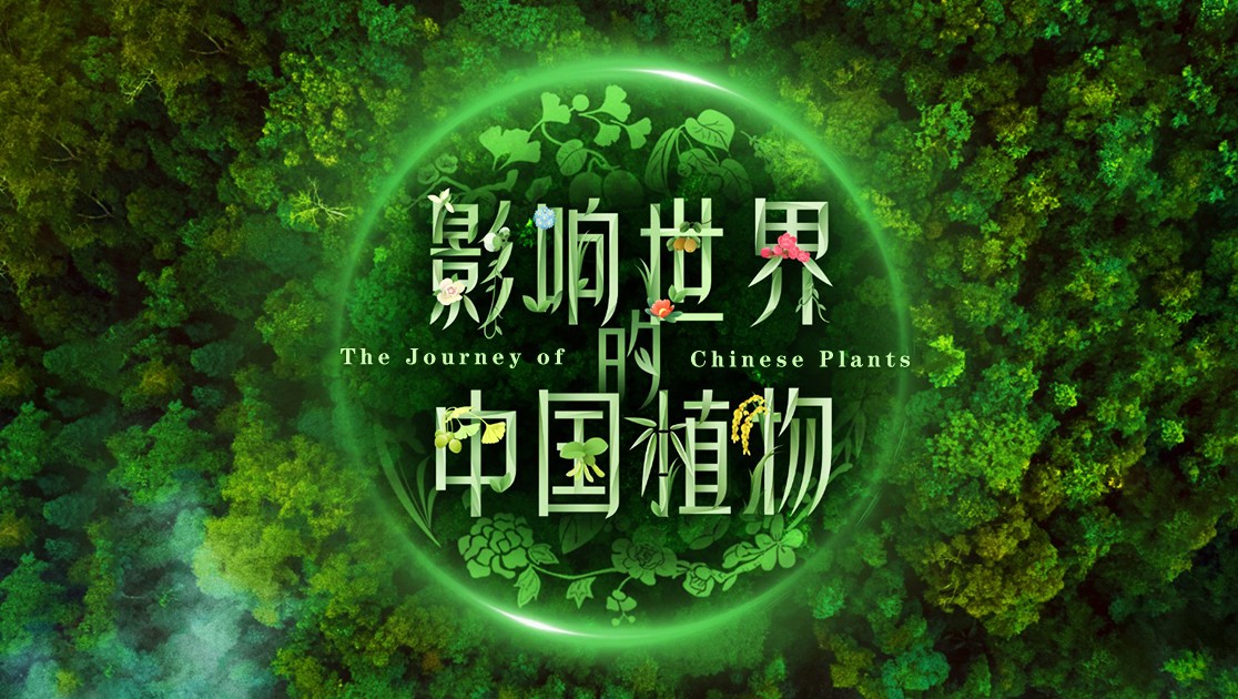 影响世界的中国植物