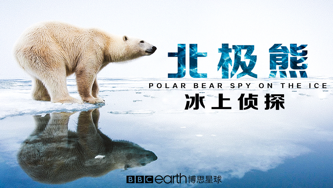 北极熊：冰上侦探